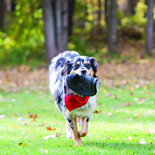 Kong® Extreme Flyer Dog Toy