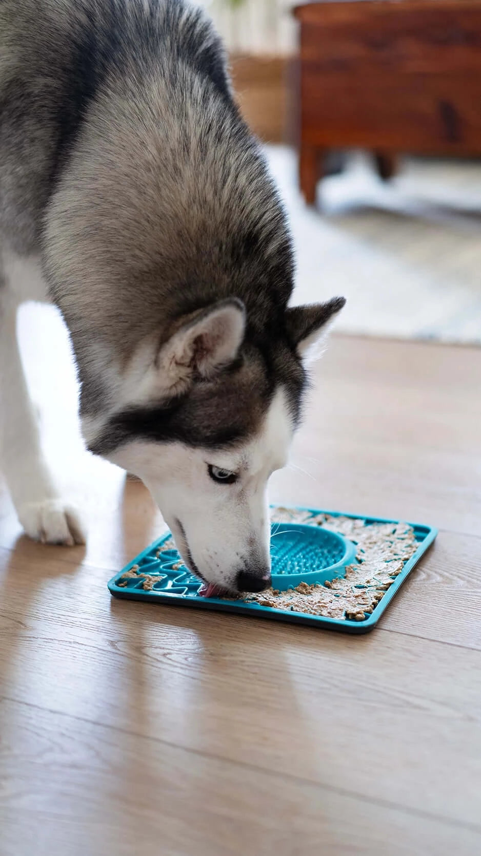 Messy Mutts Framed Silicone Interactive Licking Bowl Mat Dog Slow Feeder, Blue, 10-in x 10-in (Size: 10-in x 10-in)