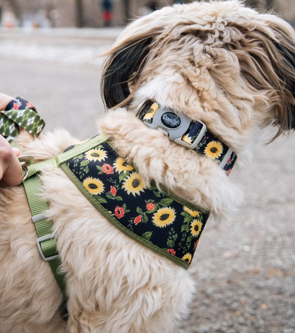COASTAL Sublime Reversible Harness, Sunflower w Green Argyle, XXS