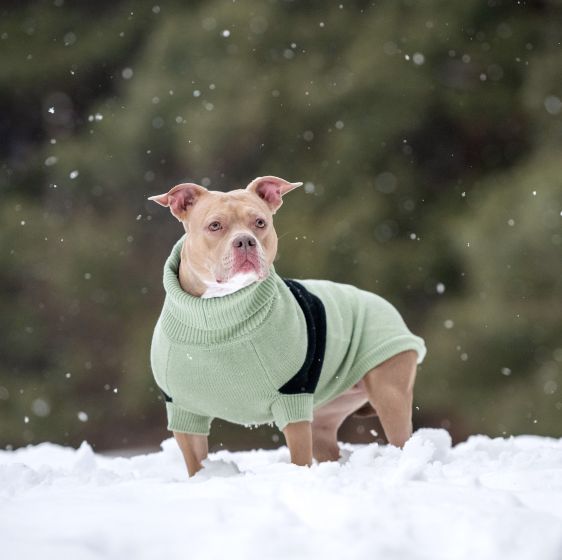 GF Pet - Black Label Catalyst Sweater - Green - 2XL