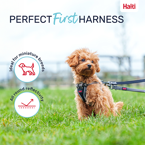 Company of Animals® Halti® Anatomy Puppy Harness, Grey, XX-Small