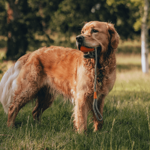 Beco Slinger Pebble Orange