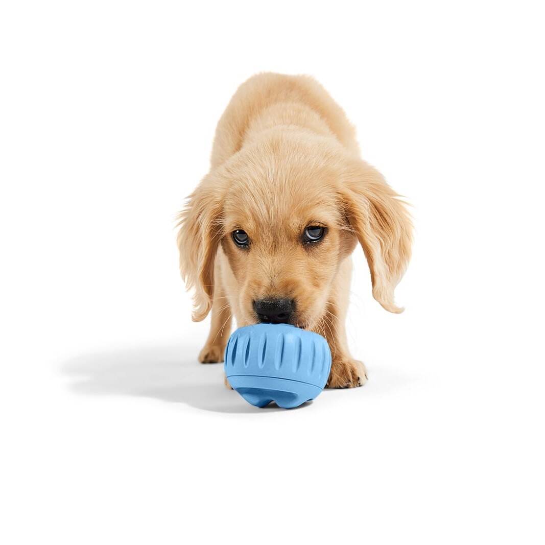 Woof - Pupsicle - Blue - Small