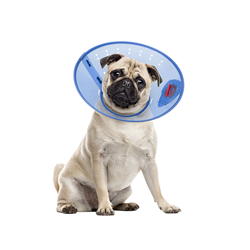 Acorn Pet Products Calm Paws Behavior Support E-Collar, Small