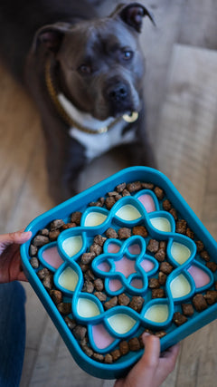 Messy Mutts Interactive Square Slow Feeder Blue, 8 Cup