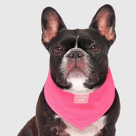 Canada Pooch Dog Cooling Bandana, Neon Pink, Large