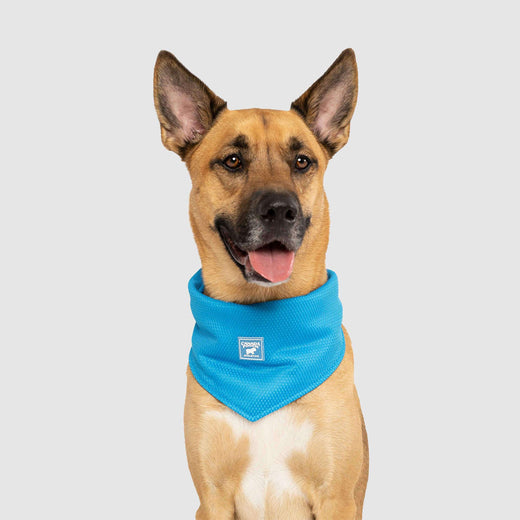 Canada Pooch Cooling Dog Bandana, Blue, Large (Size: Large)