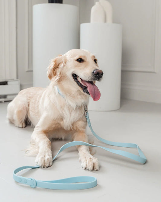 DexyPaws - Waterproof Dog Leash - Sky Blue - 5 Feet