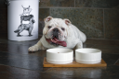 BeOneBreed Bamboo Bowls, Medium (Size: Medium)