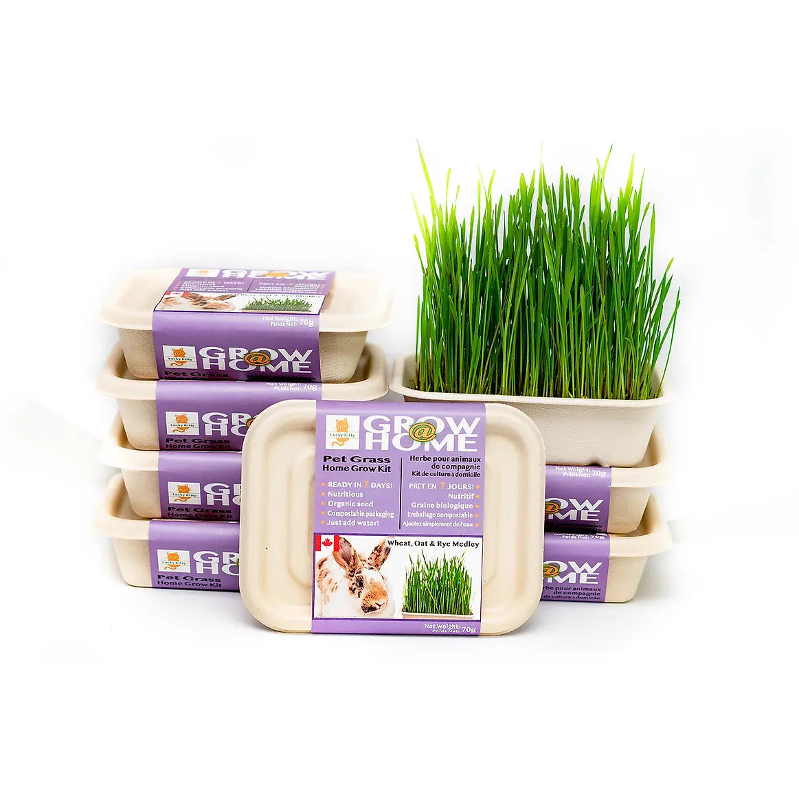 Fog Farms Lucky Kitty - Medley Grass For Cats & Small Animal (Seeds with Soil)