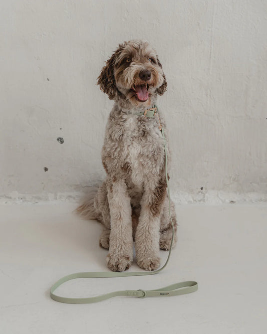 Dexypaws - Waterproof Dog Leash - Sage Green - 5 Feet