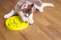 BeOneBreed Slow Feeder, Dog, Yellow, size 12 (Size: size 12)