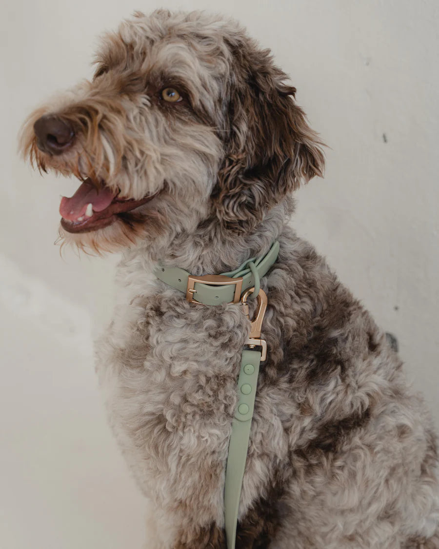 Dexypaws - Waterproof Dog Collar - Sage Green - Medium