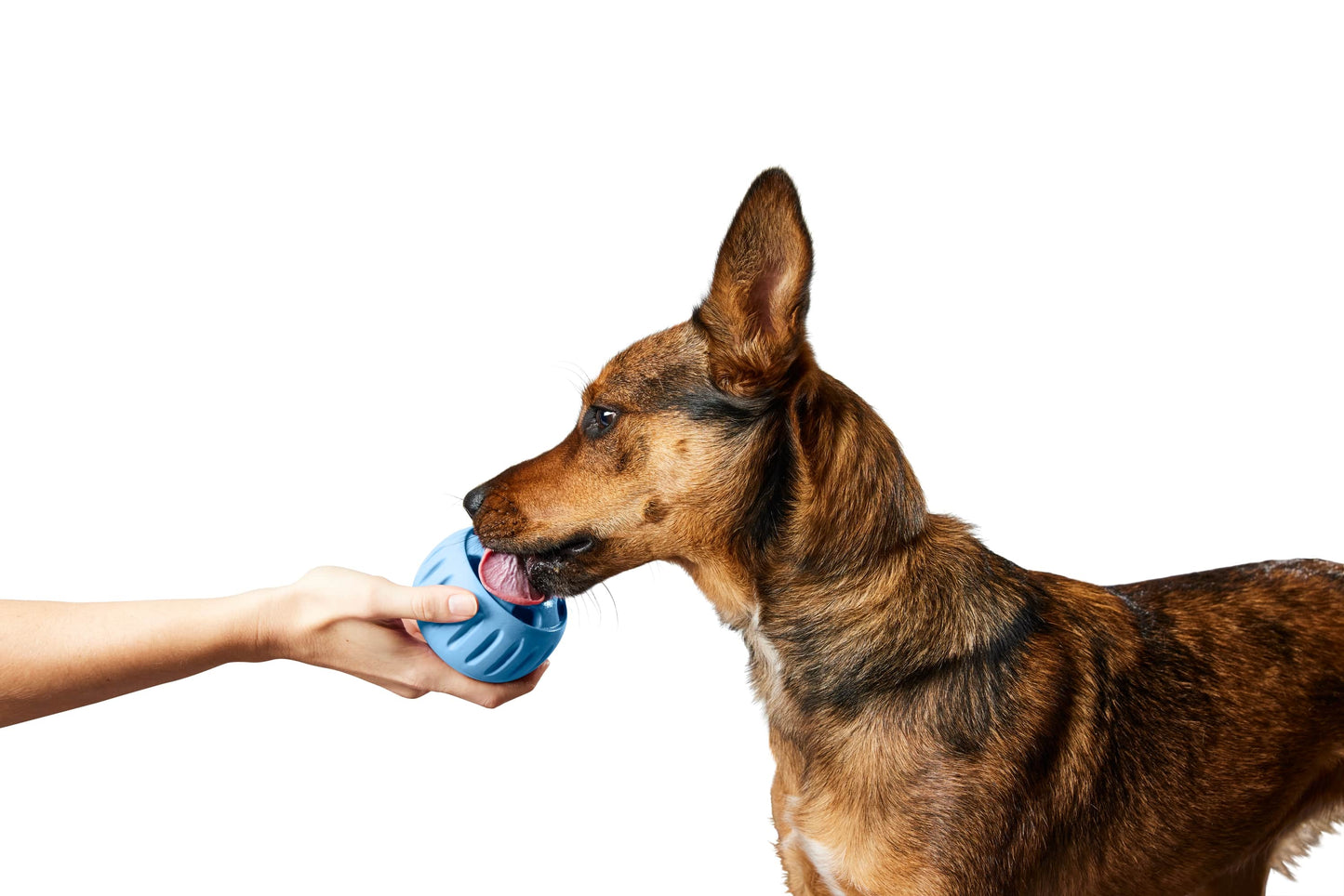 Woof - Pupsicle - Blue - XL