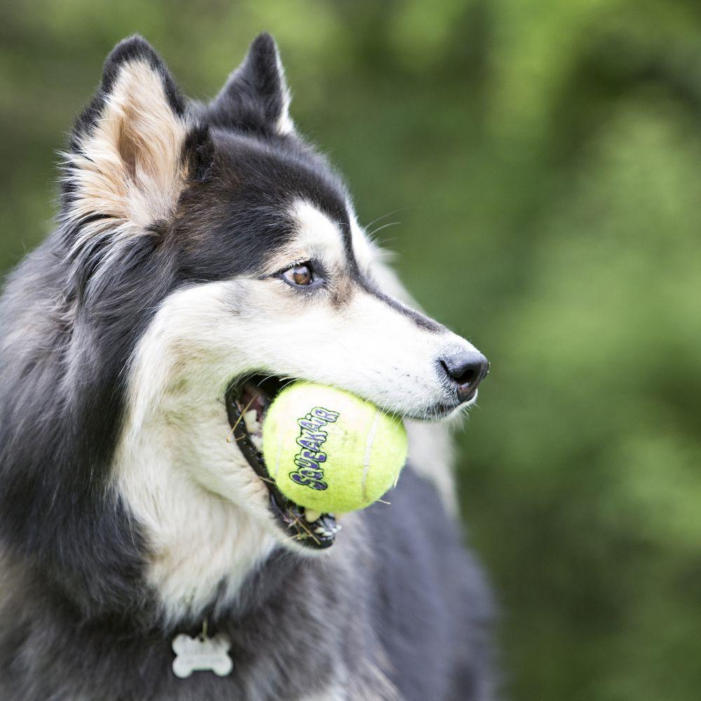 KONG SqueakAir Balls Dog Toy, Small (Size: Small)