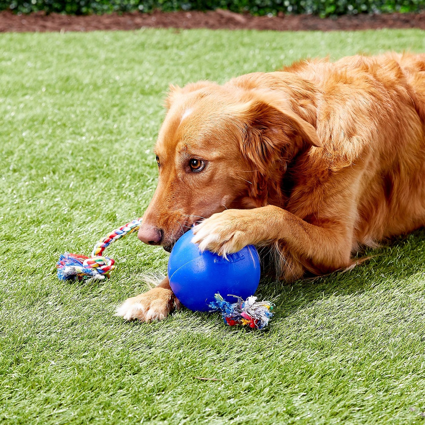 Jolly Pets Romp-n-Roll Dog Toy, Blue, 8-in (Size: 8-in)
