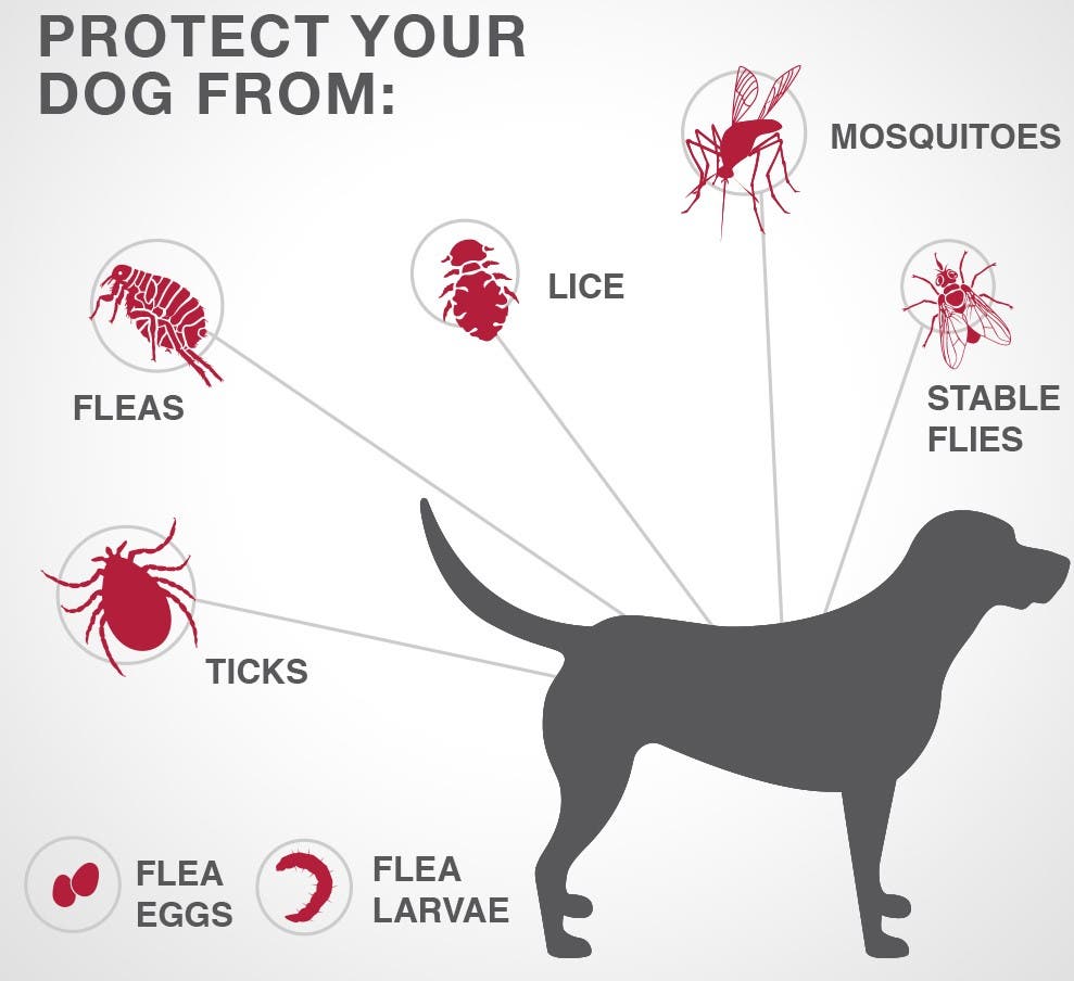 K9 Advantix II Flea+Tick+Mosquito Protection - X-Large Dogs (25kg+) - 4 Pack