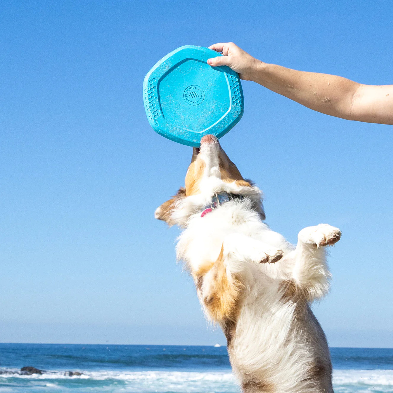 Project Hive™- Hive Disc Dog Toy - Soothing Vanilla Scent