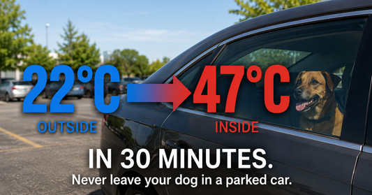 Dog Heatstroke and Summer Safety: A Durham Owner's Guide