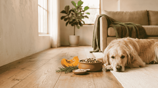 The Best Food and Supplements for Dogs With Digestive Issues