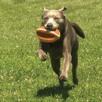 Nylabone Power Play Football Large, 8.5"