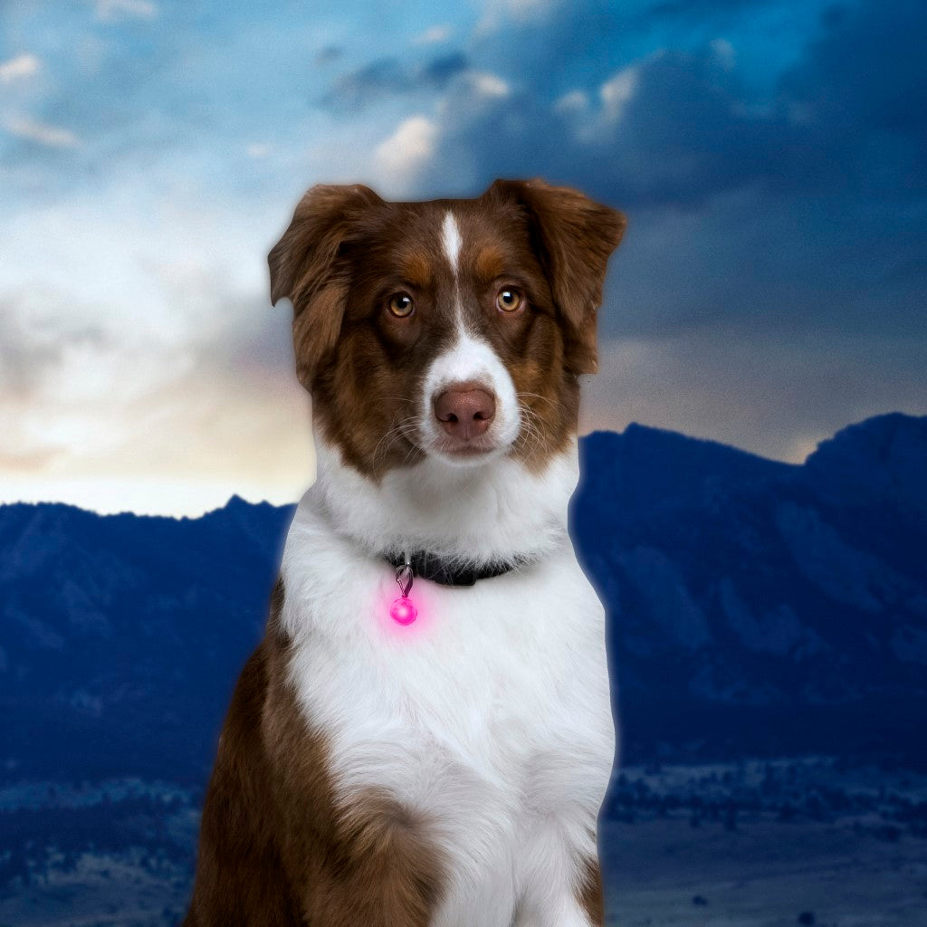 Nite Ize® PetLit® Collar Light Pink Jewel
