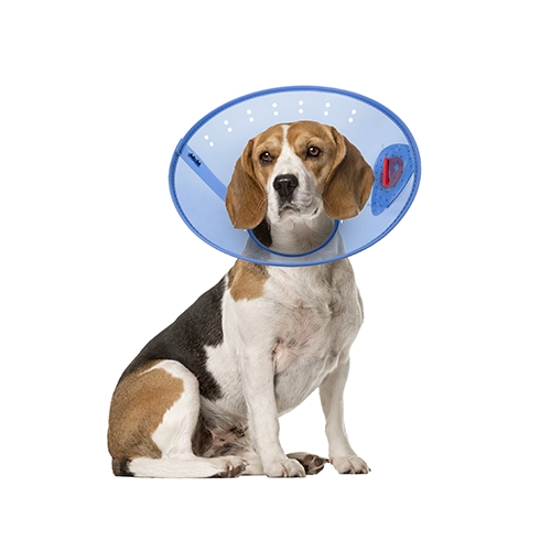 Acorn Pet Products Calm Paws Behavior Support E-Collar, Medium