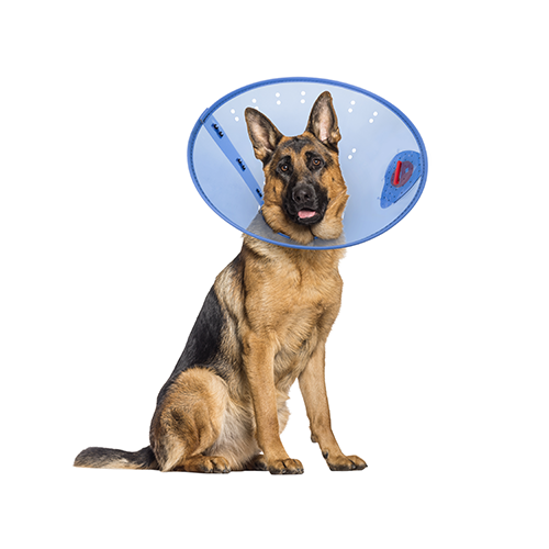 Acorn Pet Products Calm Paws Behavior Support E-Collar, Extra Large