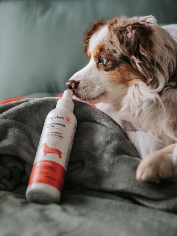 Purodora Lab Dog Odour Neutralizing Spray For Sensitive Skin, 237ml