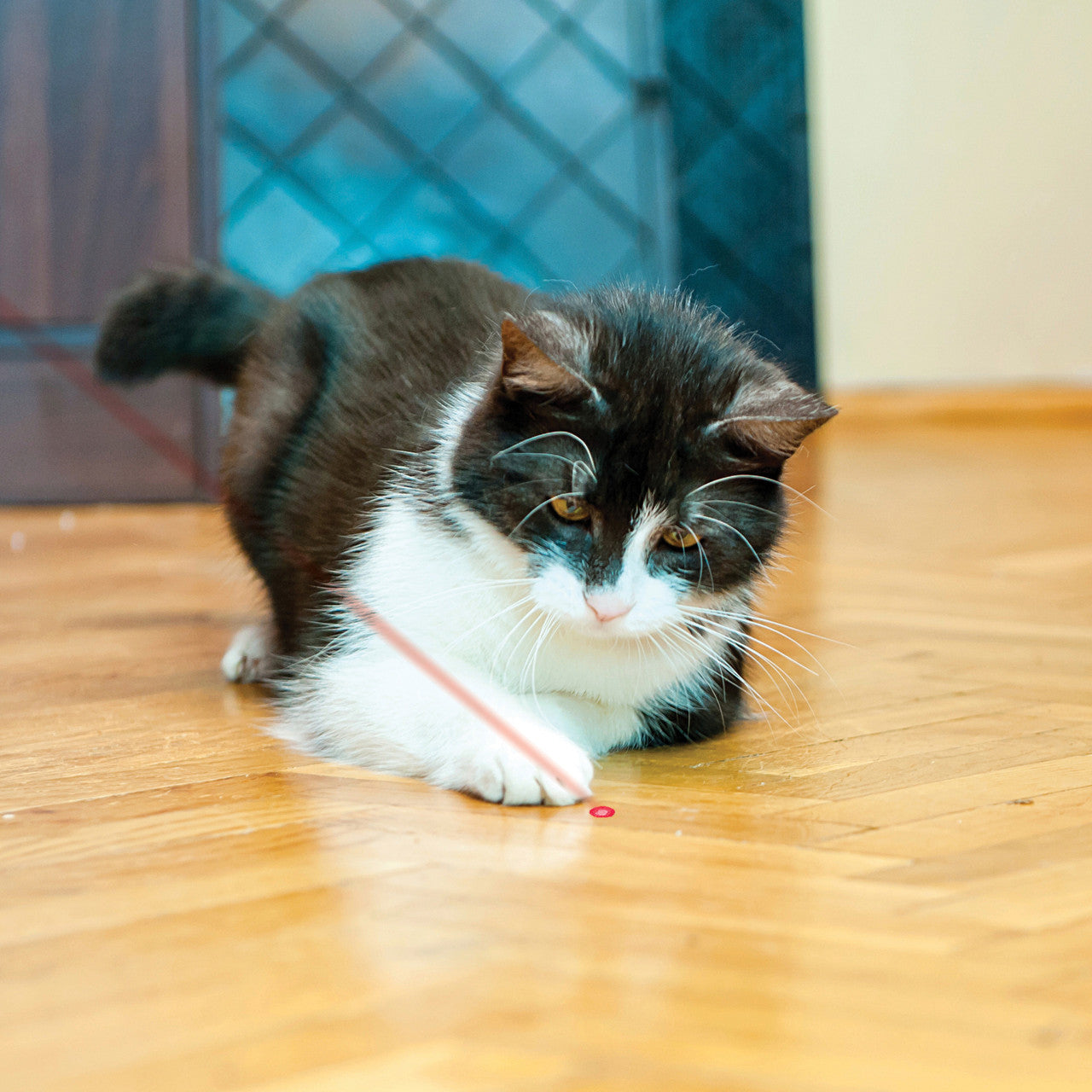 KONG Laser Pointer Cat Toy