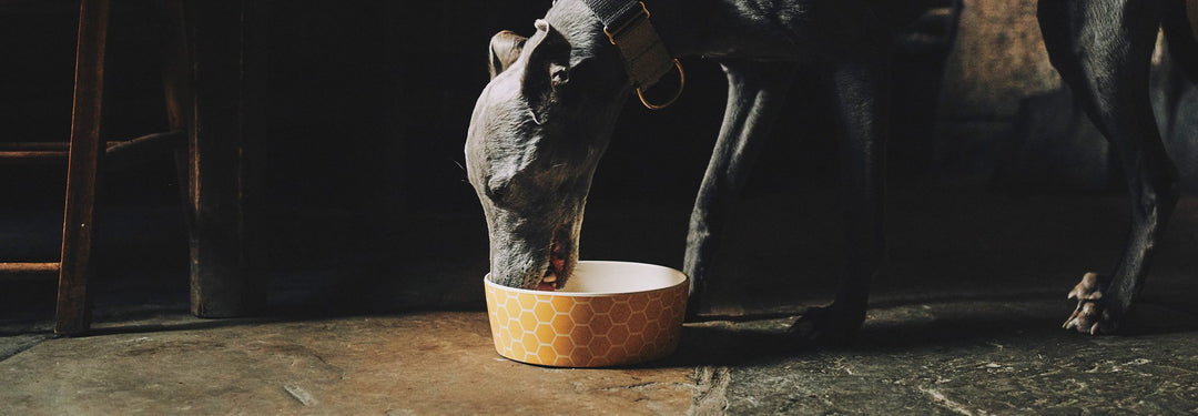 Beco Bamboo Pet Bowl, Save the Bees, Small