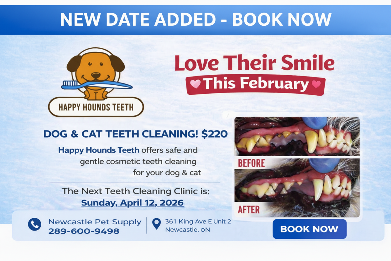 Happy Hounds gentle cosmetic teeth cleaning clinic for dogs and cats at Newcastle Pet Supply using non invasive plaque removal techniques
