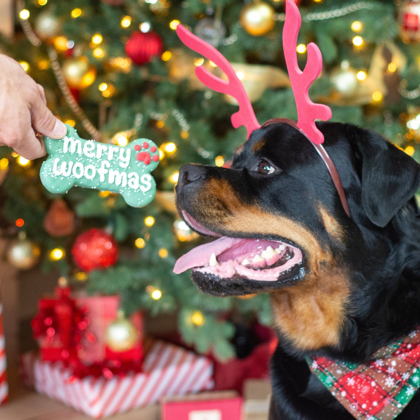 Bosco & Roxy's - Merry Woofmas Bone Biscuit - 6"