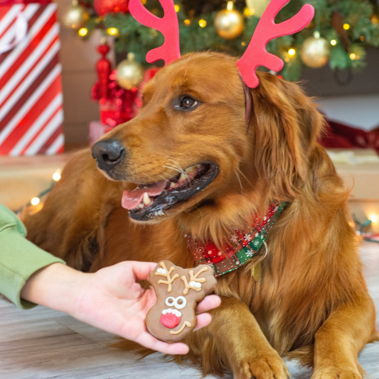 BOSCO AND ROXY'S Rudolph Reindeer Cookie, 2.26-oz