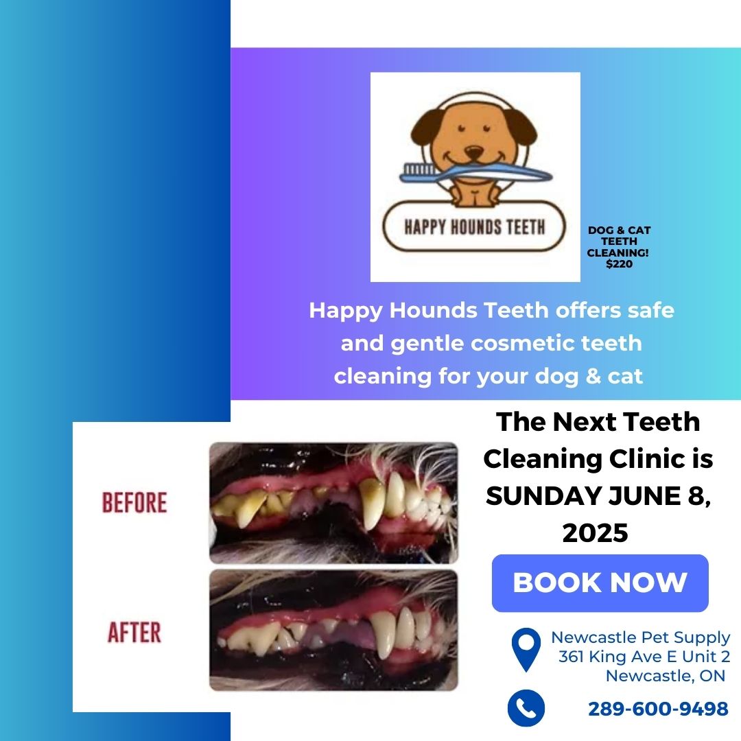 Happy Hounds Cosmetic Teeth Cleaning Clinic - October 26 - 12:00pm Appointment - Deposit