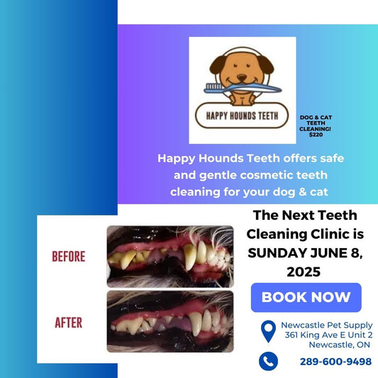 Happy Hounds Cosmetic Teeth Cleaning Clinic -  August 17 - 4:00pm Appointment - Deposit