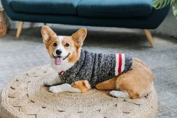 Chilly Dog - Classics Sweater - Boyfriend - Medium