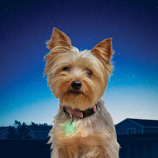 Niteize Petlit Collar Light - Lime Crystal