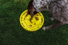 BeOneBreed Slow Feeder, Dog, Yellow, size 12 (Size: size 12)