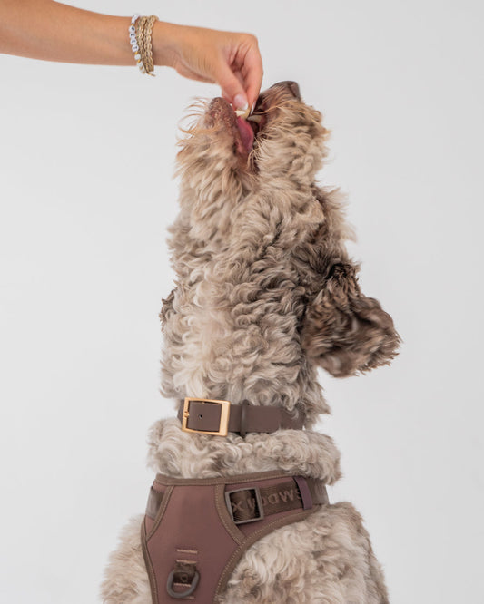 DexyPaws - Waterproof Dog Collar - Espresso - Small