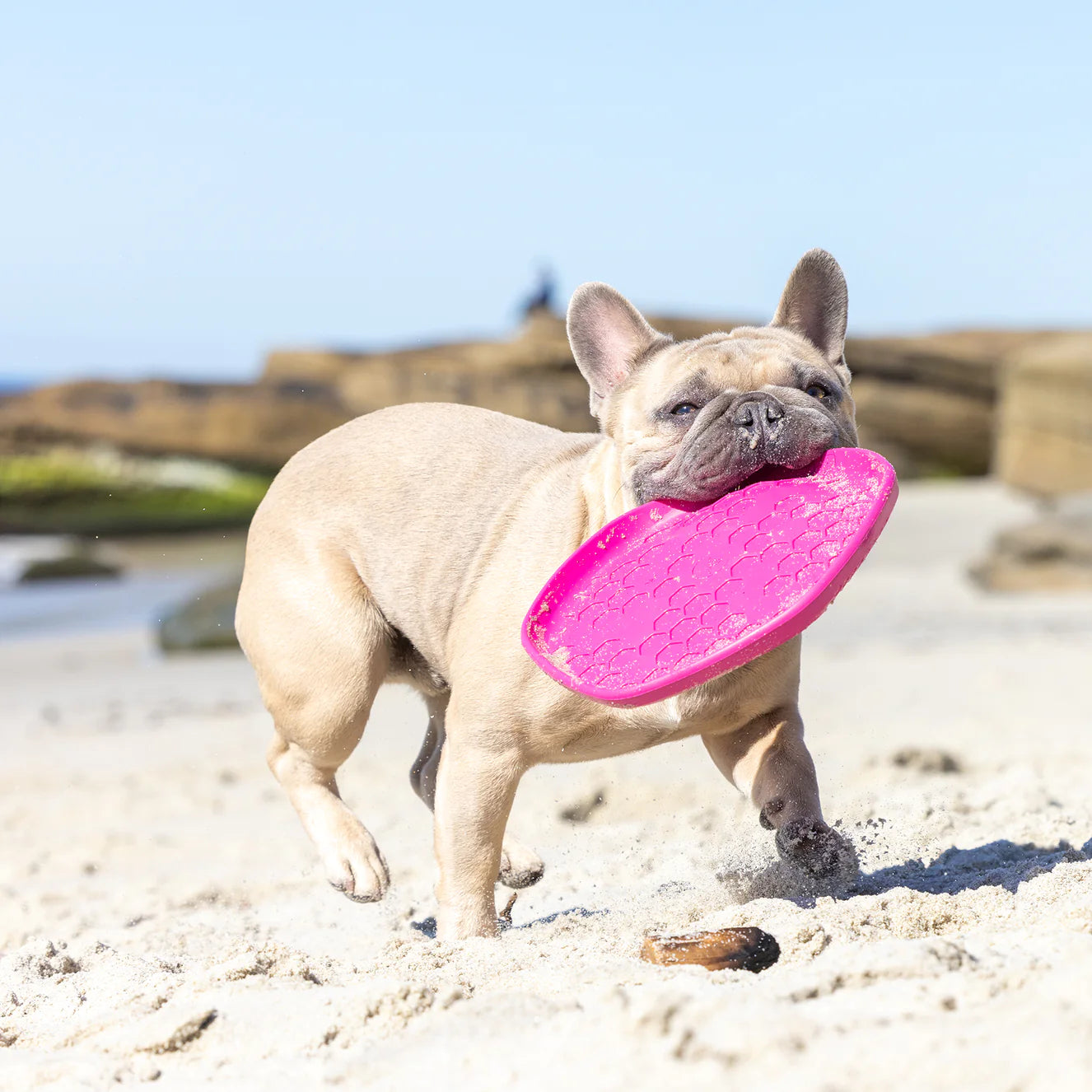 Project Hive™- Hive Disc Dog Toy - Wild Berry Scent