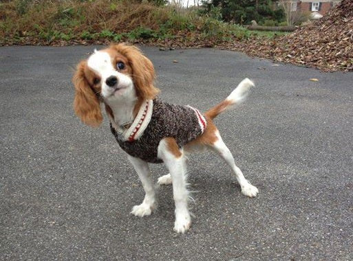 Chilly Dog Boyfriend Wool Dog Sweater, XX-Small