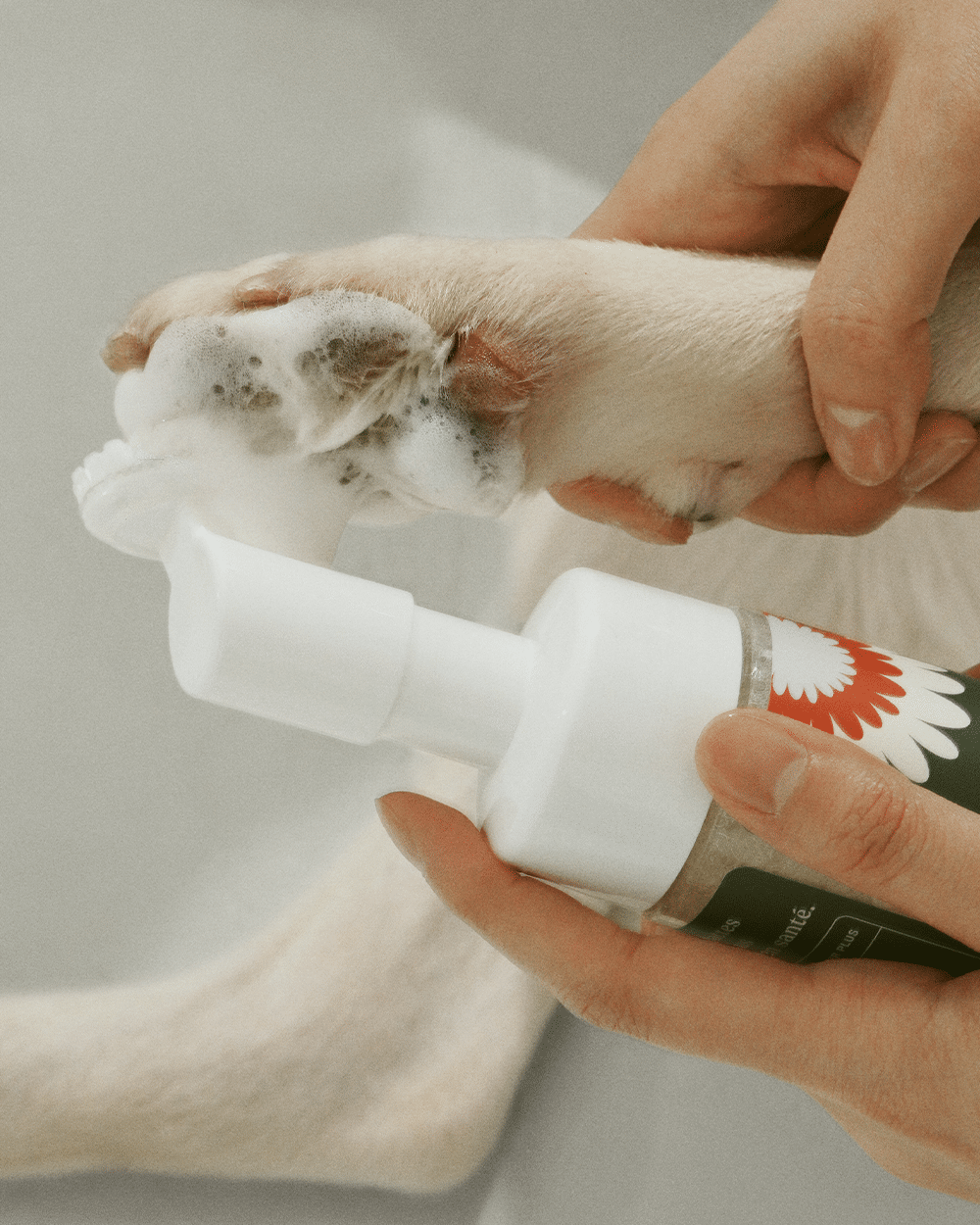 Dandylion Clean Paws No-Rinse Foaming Cleanser, 218-g