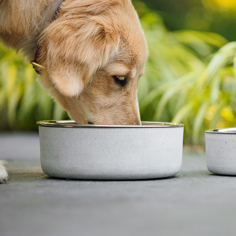 Be One Breed Concrete Bowl - Large