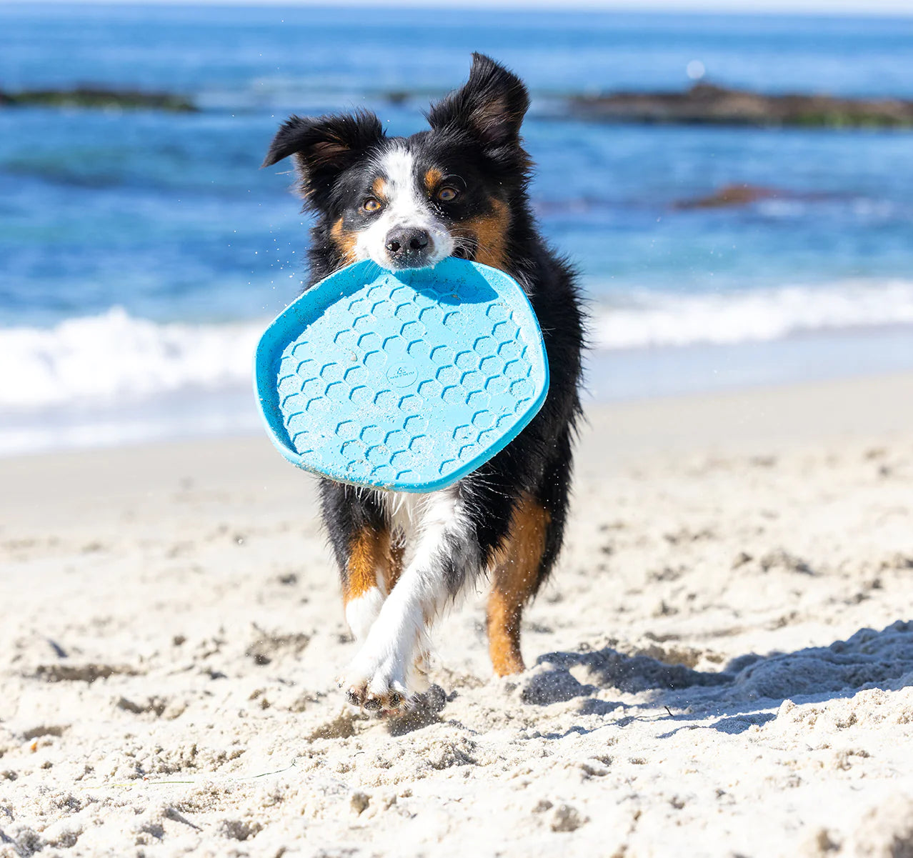 Project Hive™- Hive Disc Dog Toy - Soothing Vanilla Scent