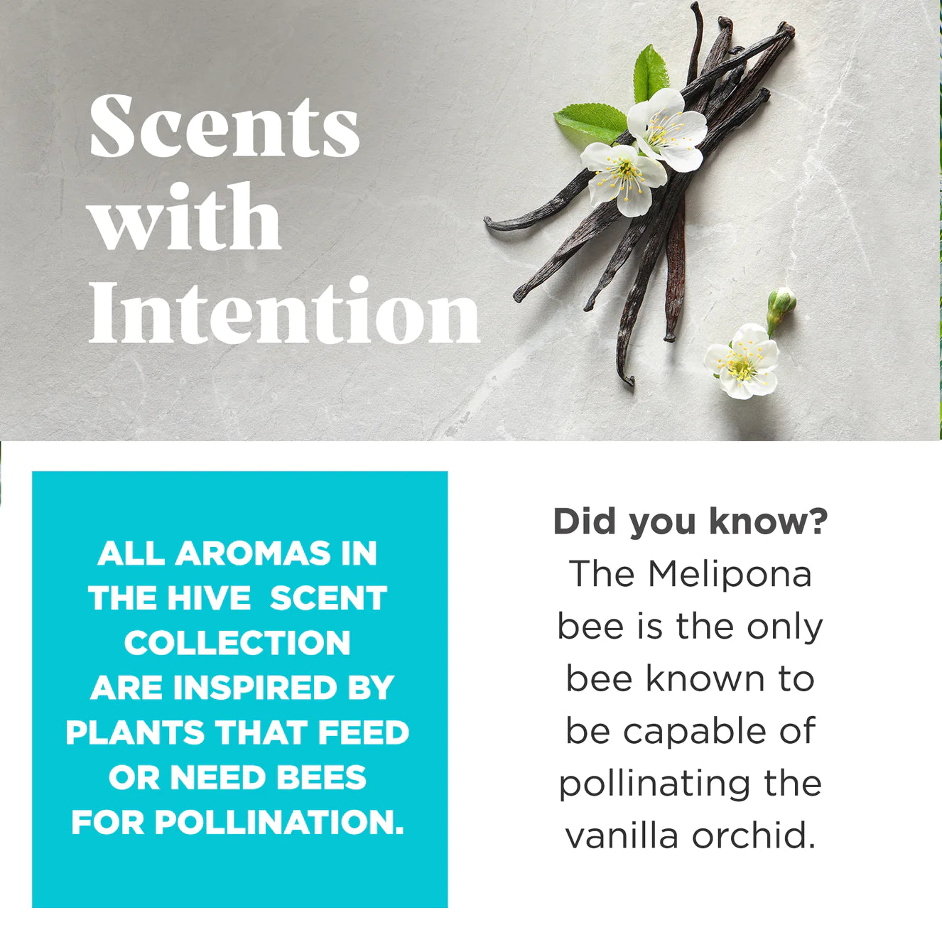 Project Hive™- Hive Disc Dog Toy - Soothing Vanilla Scent